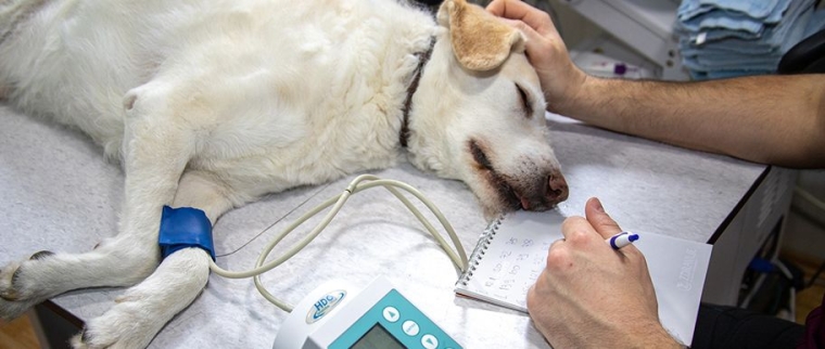 Hospitalisation d’un chien